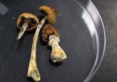 How cannabis and psilocybin might help some of the 50 million Americans experiencing chronic pain