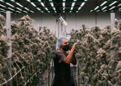 America’s Favorite, Weed, Comes with Big Health Risks Psychosis is an increasing risk of today’s strong marijuana.